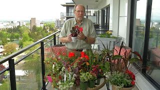 Je veux déguster les fleurs de mon balcon ! - M6