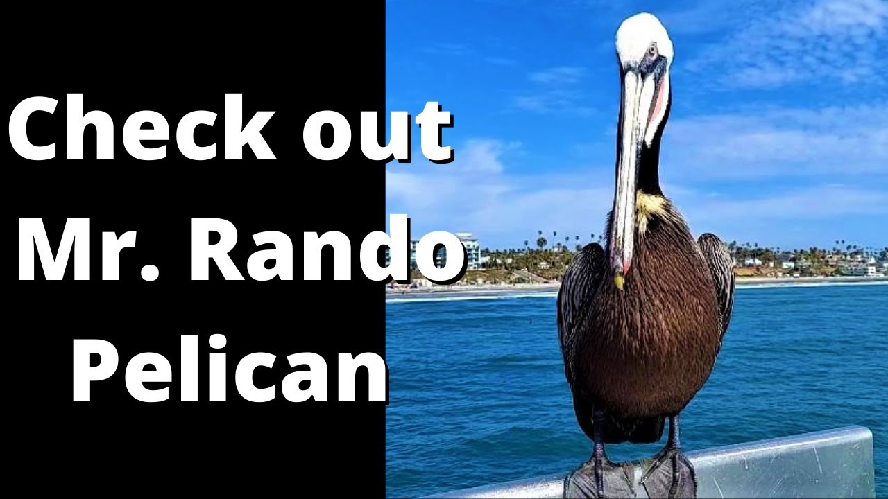 Random Pelican Encounter video (Oceanside, Ca)