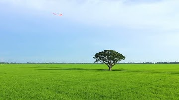 NGẤT NGÂY VẺ ĐẸP CỦA CÂY CÔ ĐƠN GIỮA CÁNH ĐỒNG LÚA  #vietnam  #travel