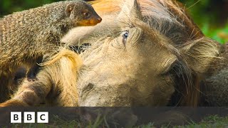 Mongoose pups give warthogs a spa day | Serengeti  BBC