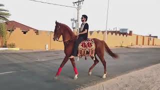 Арабские Лошади.
