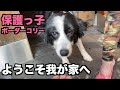 保護っ子ボーダー・ようこそ我が家へ♪【1日目】