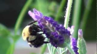 Lavender Bumble Bee