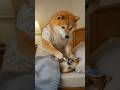 風邪を引いた赤ちゃん柴犬なつが心配だワン🐶 #柴犬はるの子育て日記 #柴犬 #赤ちゃん柴 #わんこ #柴犬親子 #癒し #shiba #shibainu #ai #ai生成