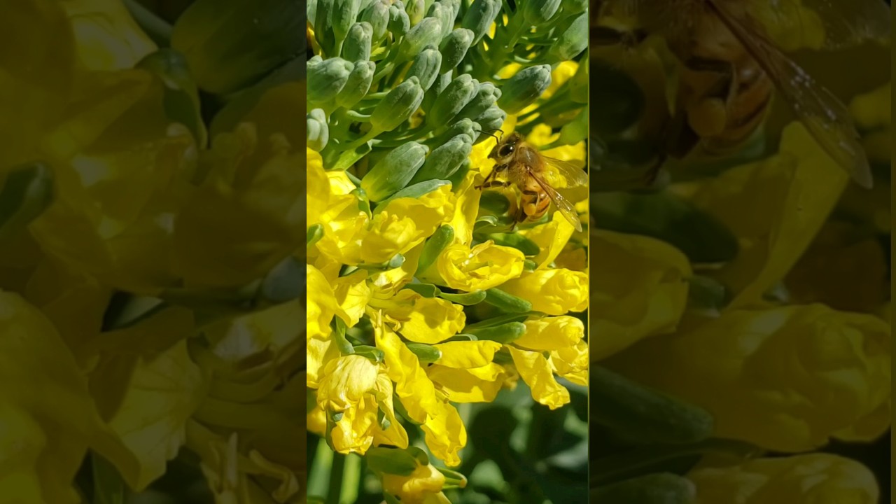 2 Great Reasons to Let Plants Bloom in Your Vegetable Garden