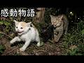 母猫に襲われた兄弟、必死に生きたその最期は【感動物語】