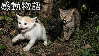 母猫に襲われた兄弟、必死に生きたその最期は【感動物語】