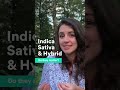 Why Sativa, Indica & Hybrid Doesn't Matter