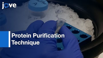 Detecting Sumoylation & Ubiquitination (Ndc10 & Ndc80) (Purification Technique)