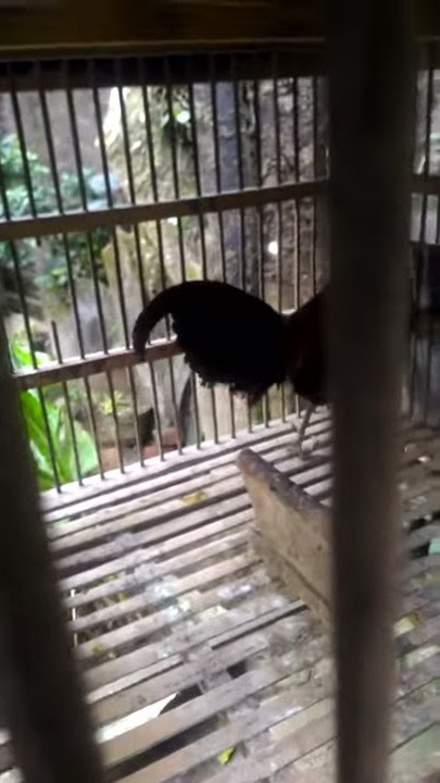 Ayam Bekikok kesit