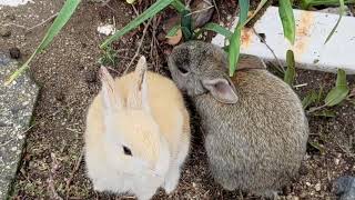 Rabbit Island in Japan.・・・９９９９　37　Rabbits　(うさぎさん達)
