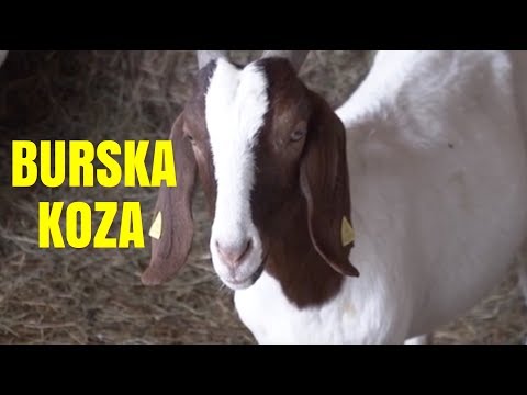 Video: Razlika Između Hastelloya C22 I C276