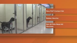Local vet shares tips to maintain your pet's vaccinations