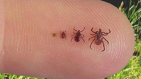Nymph ticks are tiny and difficult to spot, but they still carry diseases