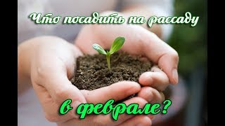 ЧТО ПОСАДИТЬ НА РАССАДУ В ФЕВРАЛЕ: ОВОЩИ, КОТОРЫЕ НУЖНО ПОСЕЯТЬ ЗИМОЙ