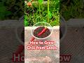 How to Grow Chili from Seeds #howtogrow #chili #seeds