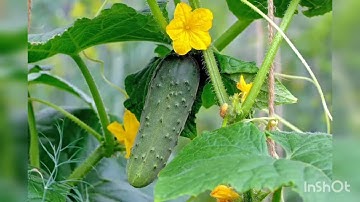 Cross pollination for Cucumber plant.