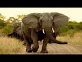 Elefant - Das Größte Landtier Der Welt / Dokumentation
