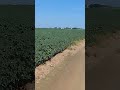 Videozão rústico do Lucão: Corner em operação! #irrigacao #pivocentral #telemetria #agricultura