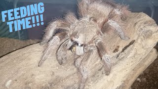 Tarantula Feeding Video
