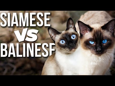 Difference Between Balinese And Siamese Cats