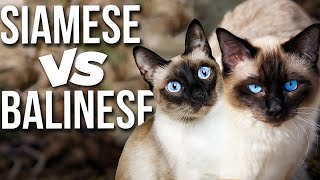 Siamese VS Balinese: Know The Differences!