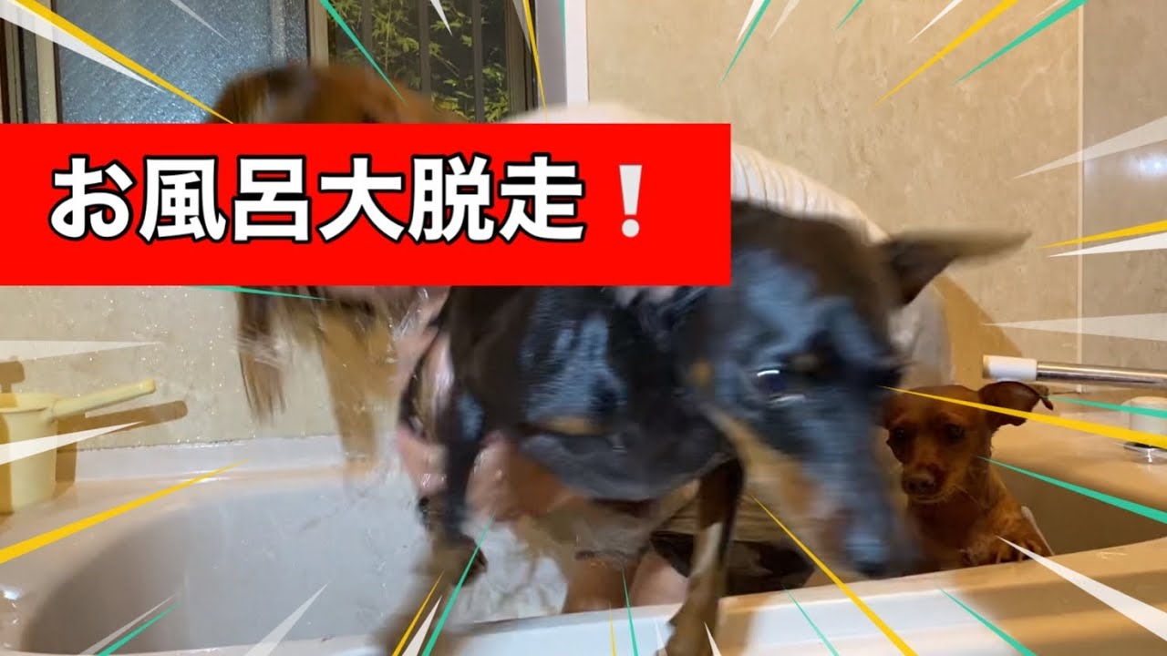 【超デカピン】ママにお風呂入れて貰ったら大騒動w❗️【ミニピン】