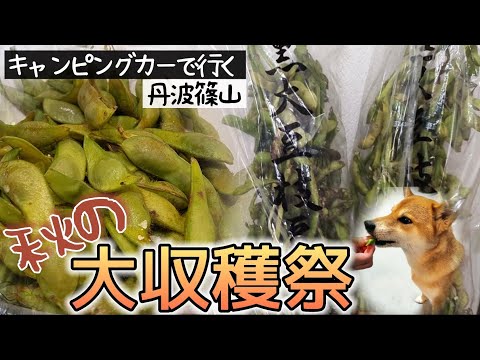 【キャンピングカーで柴犬と行く】兵庫県丹波篠山　秋の大収穫祭！