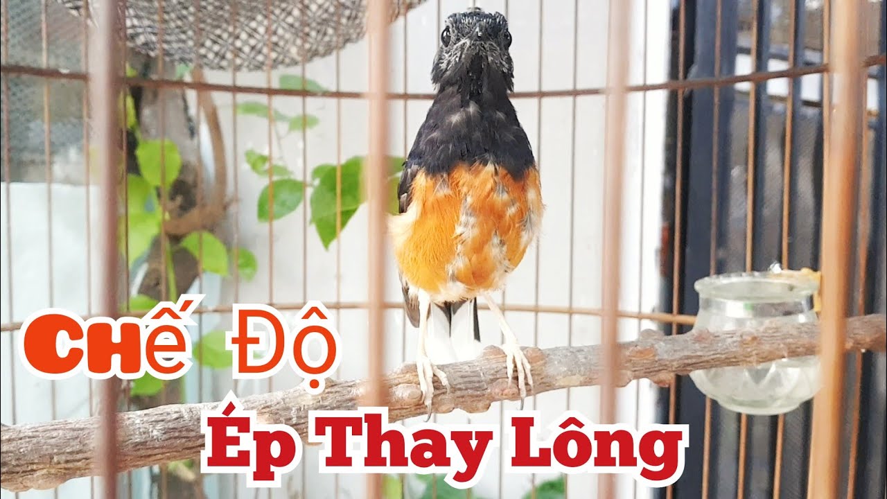 Chòe lửa thay lông