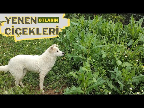 Video: Tüylü Vetch nədir - Bağlarda Tüklü Vetch Yetişdirmək üçün Məsləhətlər