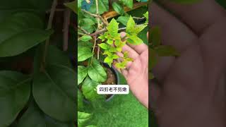 Master Pruning Bougainvillea: Quick Tips for Flawless Flowers