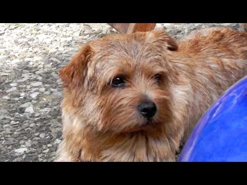 Vídeo: Raça De Gos Norfolk Terrier Hipoalergènic, De Salut I De Vida