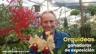 Orquídeas Ganadoras de Exposición - Top 10 - Primeros puestos