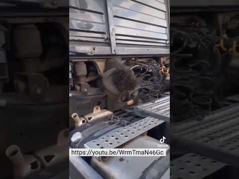 حركة بني نصر