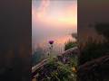 Mera phool mera garden kitna sukoon hai #garden #nature #flowers #viral #shorts #trending