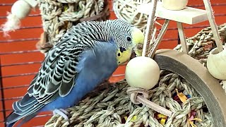 7 hours of budgie sounds for relaxation