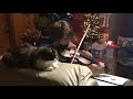 Gabe serenading the cat 😸