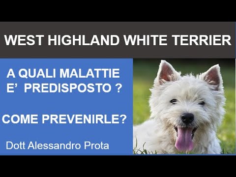 Video: Dare questo al tuo Bichon Frise Daily può aiutare ad alleviare le allergie cutanee dolorose