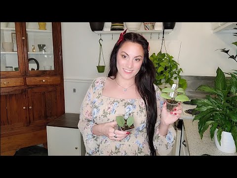 February monthly Plant