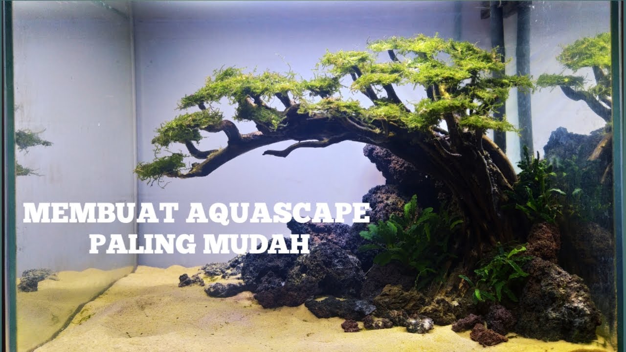CARA MEMBUAT AQUASCAPE PALING MUDAH low budget Part 2 