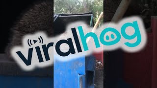 Dude Saves Racoon Family in Dumpster || ViralHog