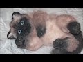 КОШЕЧКА Дикси🐾РЕАЛИСТИЧНАЯ ИГРУШКА РУЧНОЙ РАБОТЫ