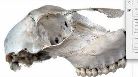 Refining Edges in Adobe Photoshop CS5