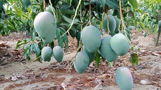 طريقة تطعيم اشجار المانجو الكبيرة لو عندك شجرة مانجو لا تثمر او اثمارها ضعيف big mango grafting