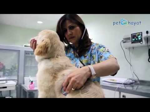 Video: Evcil Hayvan Kanseri Tedavi Edilmediğinde Ne Olur?