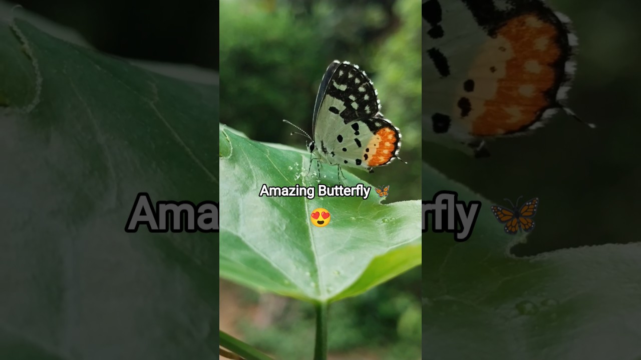 Colour full Butterfly 🦋 