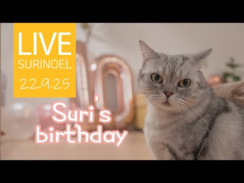 🔴22.9.25 LIVE Suri 10th birthday <strong>party</strong>【SURI&amp;<strong>amp</strong>;NOEL】 수리노을 고양이들 생방송 😺📹