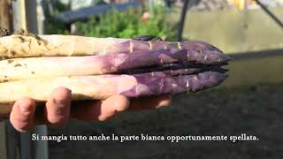 L&#39; asparago violetto di Albenga - Azienda Agricola Montano | I produttori di Eataly