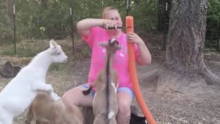 Using Pool Noodles To Protect Other Animals From Goat Horns