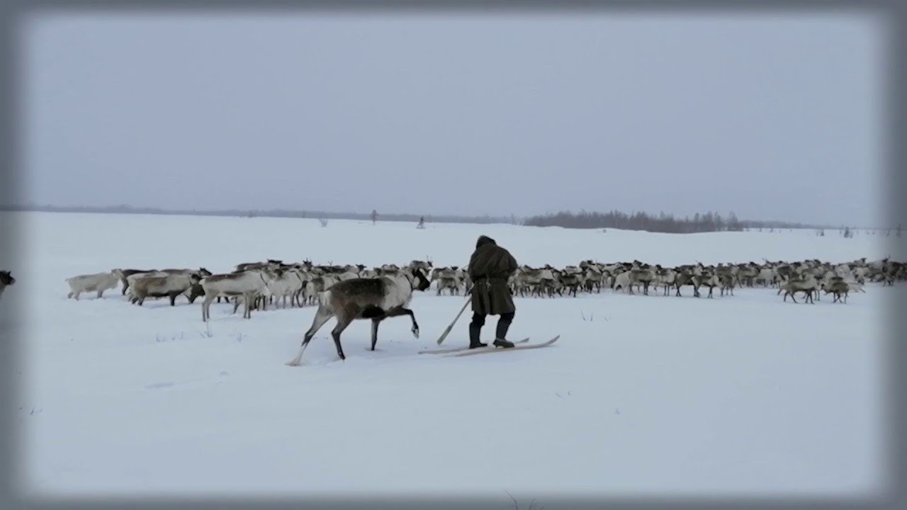 поезд переехал стадо оленей. в саратове попал под поезд. поезд переехал стадо оленей. олени переходят дорогу норильск. поезд переехал стадо оленей.